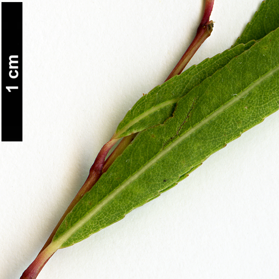 High resolution image: Family: Salicaceae - Genus: Salix - Taxon: chilensis