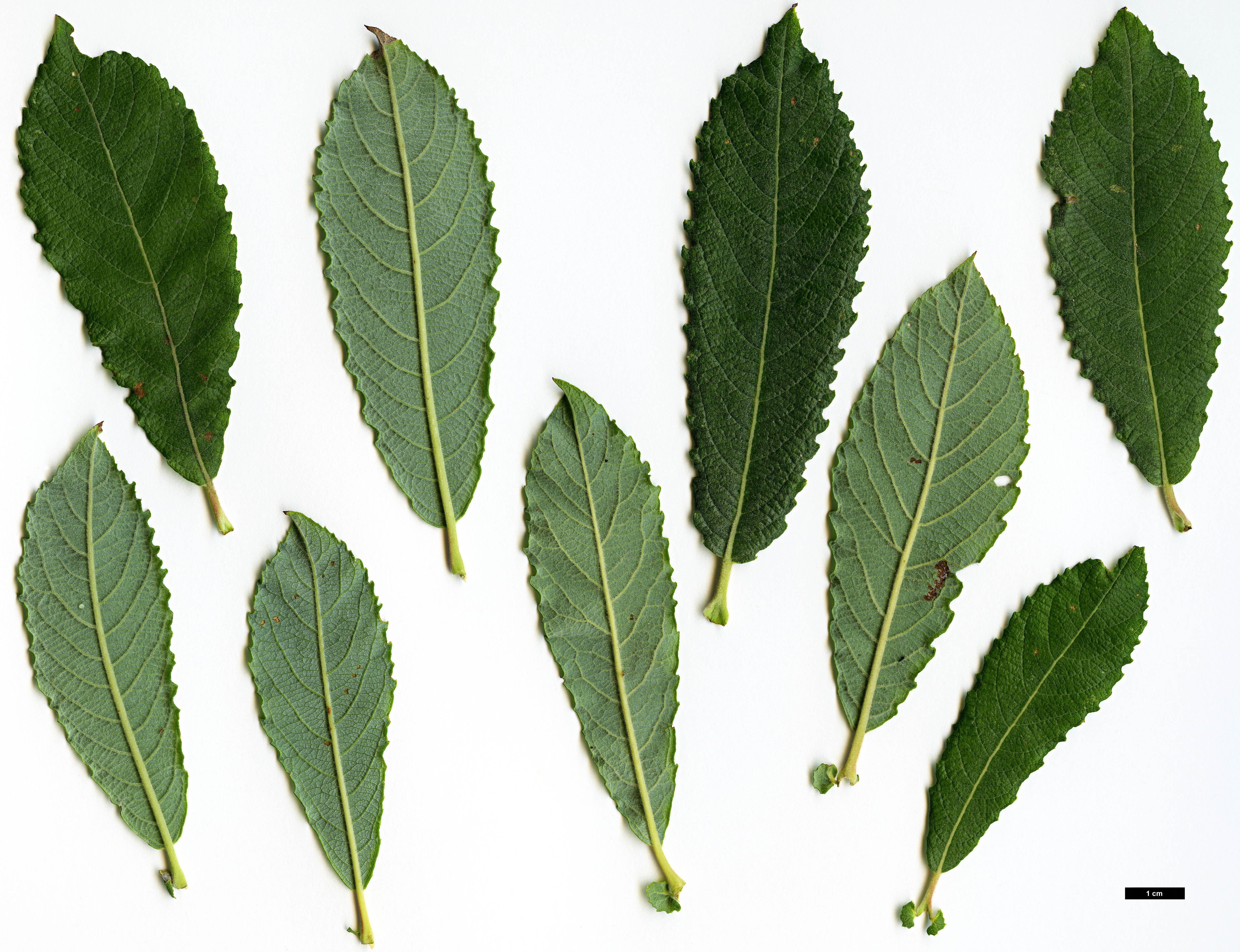 High resolution image: Family: Salicaceae - Genus: Salix - Taxon: cinerea
