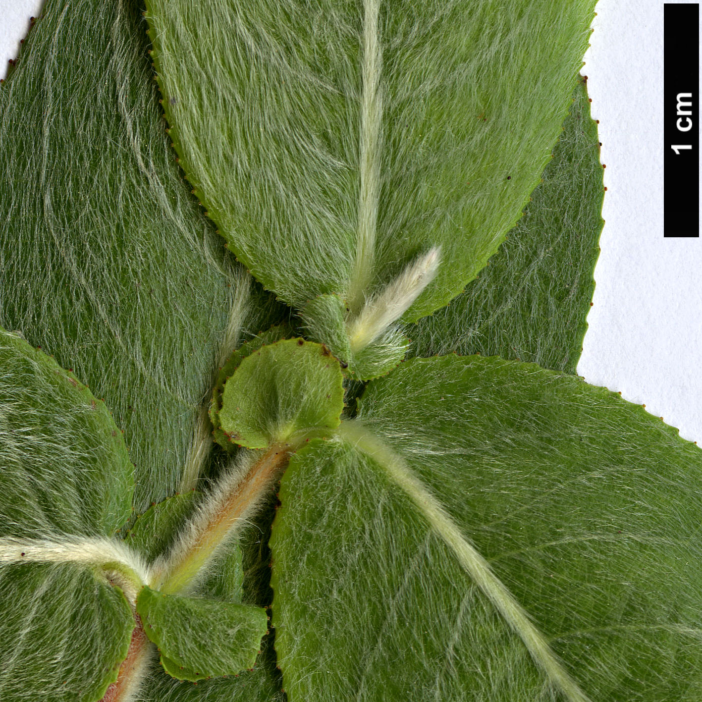 High resolution image: Family: Salicaceae - Genus: Salix - Taxon: cordata