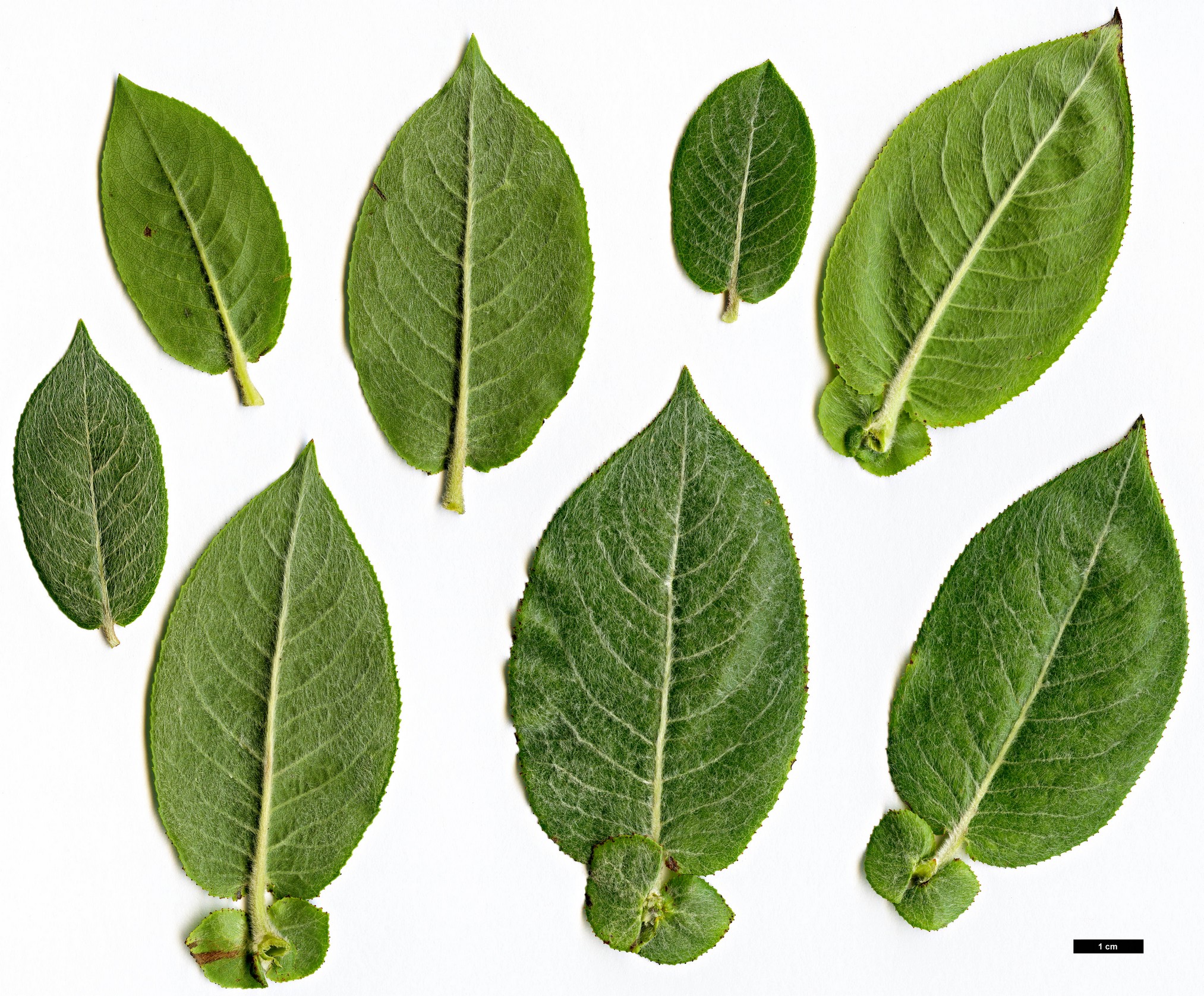 High resolution image: Family: Salicaceae - Genus: Salix - Taxon: cordata