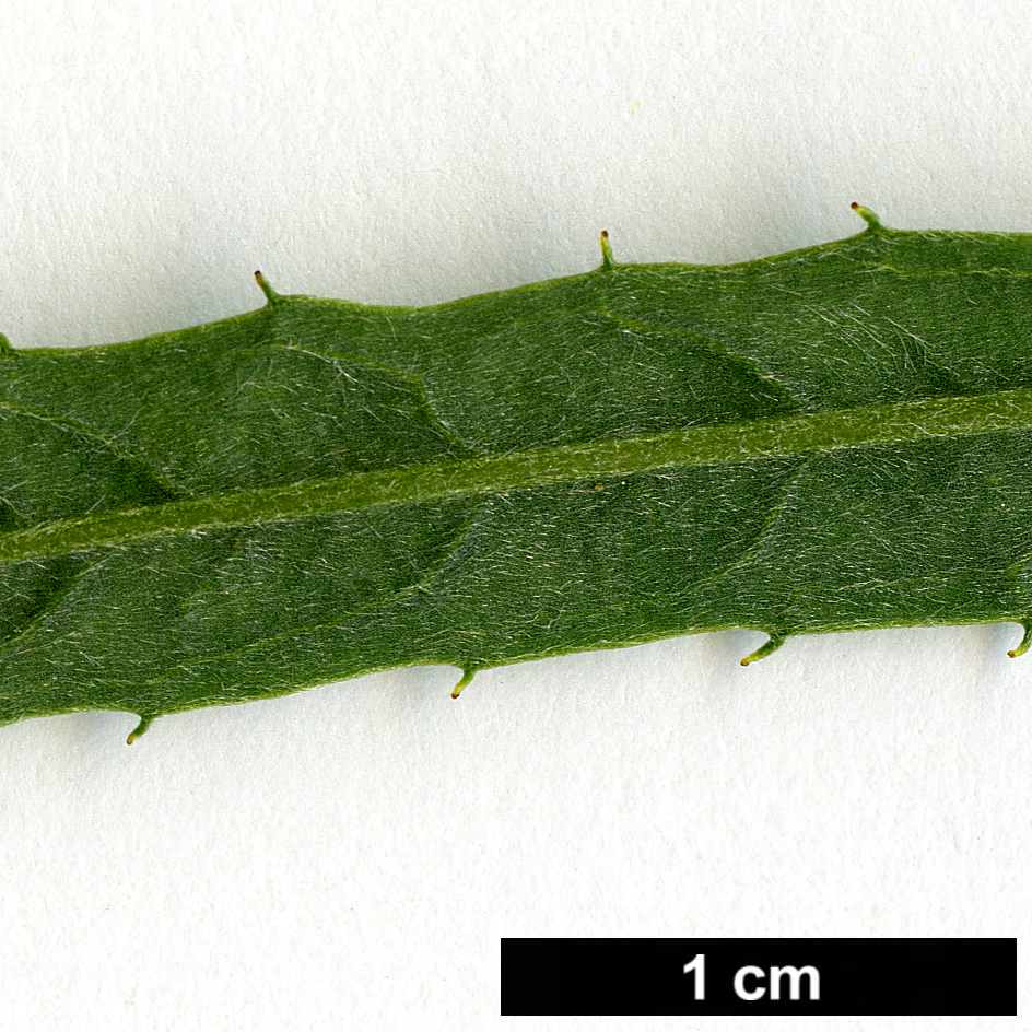 High resolution image: Family: Salicaceae - Genus: Salix - Taxon: exigua