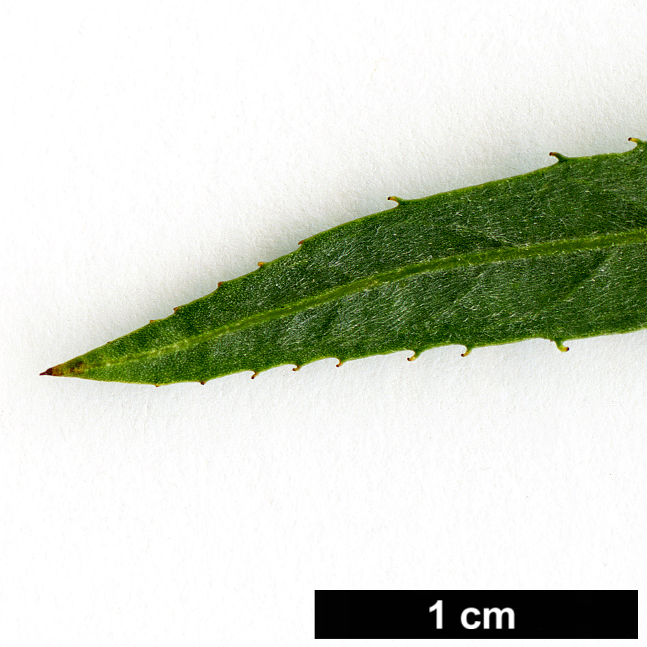 High resolution image: Family: Salicaceae - Genus: Salix - Taxon: exigua