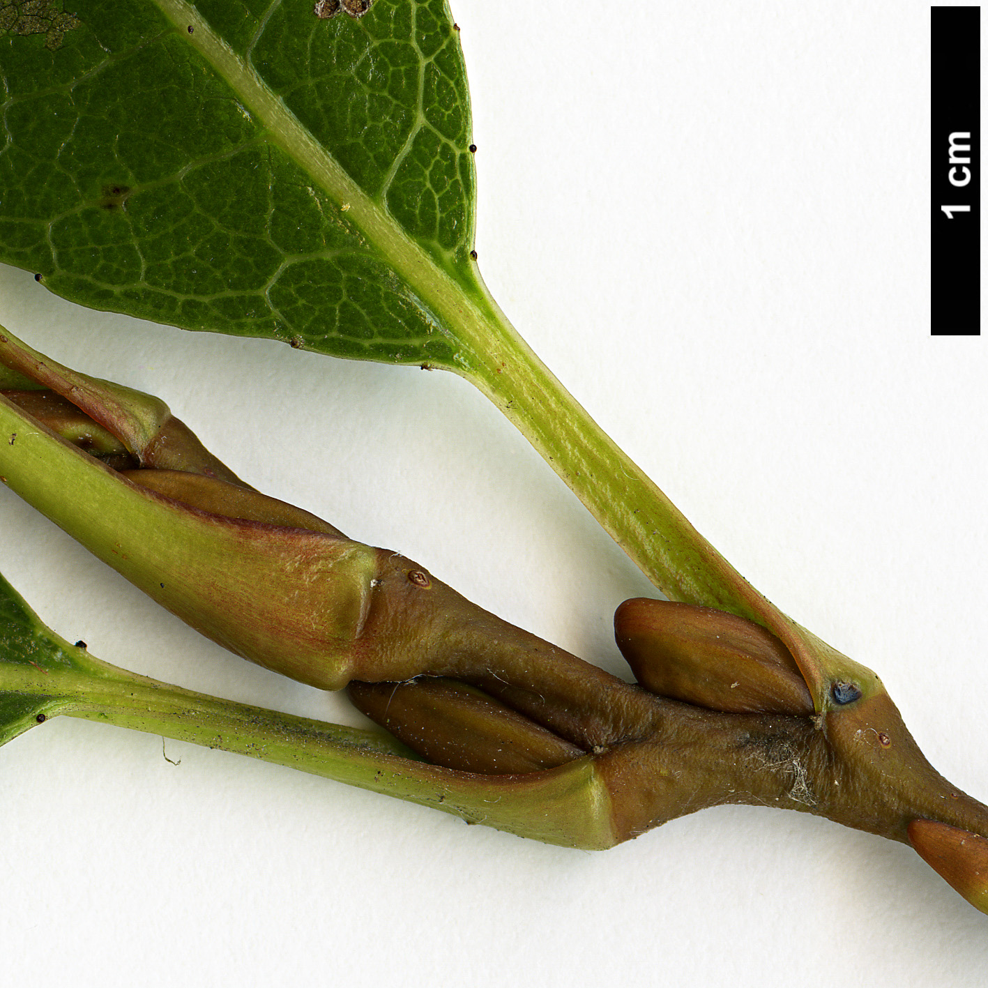 High resolution image: Family: Salicaceae - Genus: Salix - Taxon: glabra