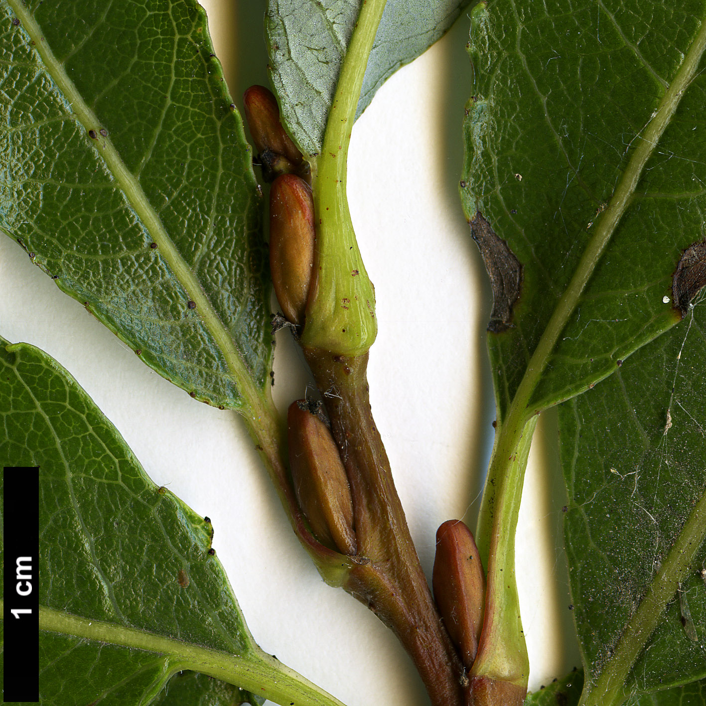 High resolution image: Family: Salicaceae - Genus: Salix - Taxon: glabra