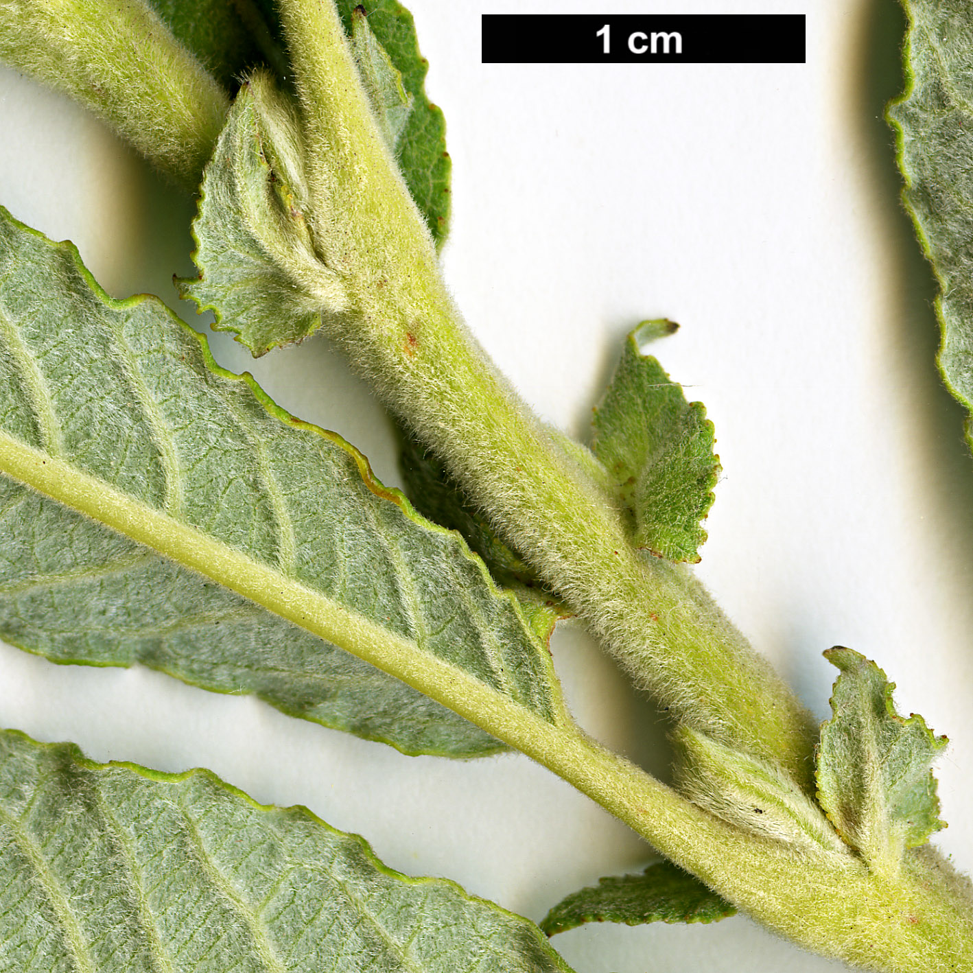 High resolution image: Family: Salicaceae - Genus: Salix - Taxon: gmelinii - SpeciesSub: 'Kattekletters'