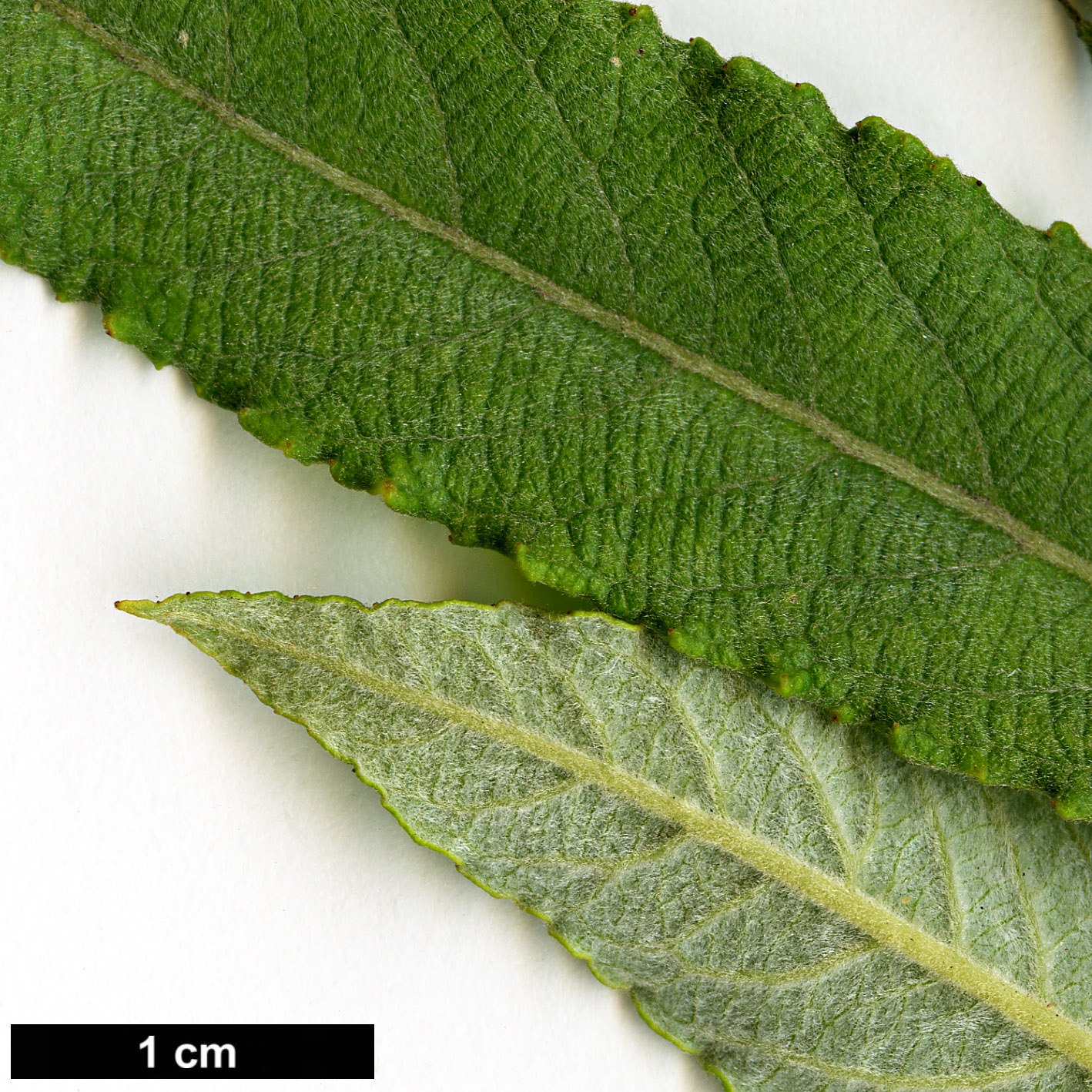 High resolution image: Family: Salicaceae - Genus: Salix - Taxon: gmelinii - SpeciesSub: 'Kattekletters'