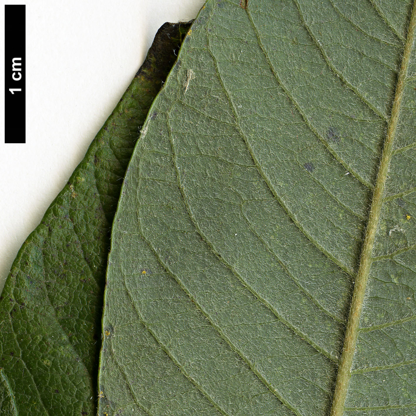 High resolution image: Family: Salicaceae - Genus: Salix - Taxon: gmelinii