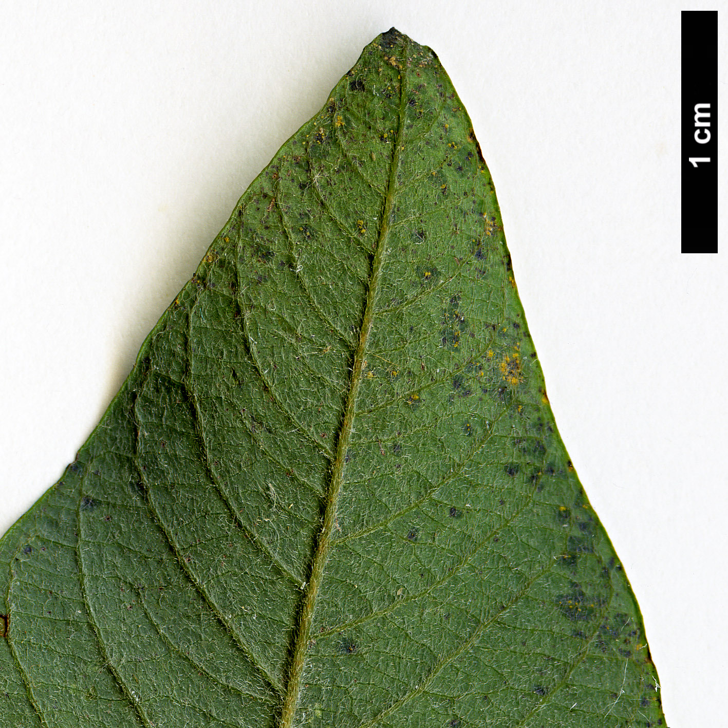 High resolution image: Family: Salicaceae - Genus: Salix - Taxon: gmelinii
