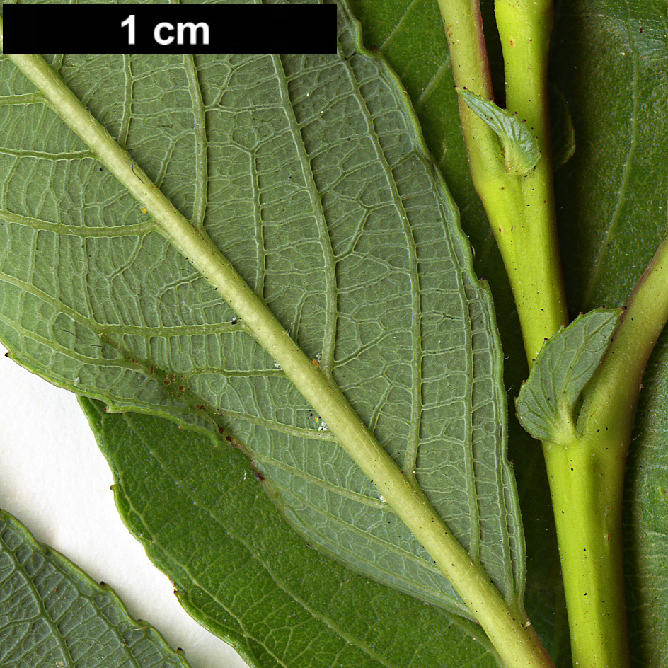 High resolution image: Family: Salicaceae - Genus: Salix - Taxon: gracilistyla