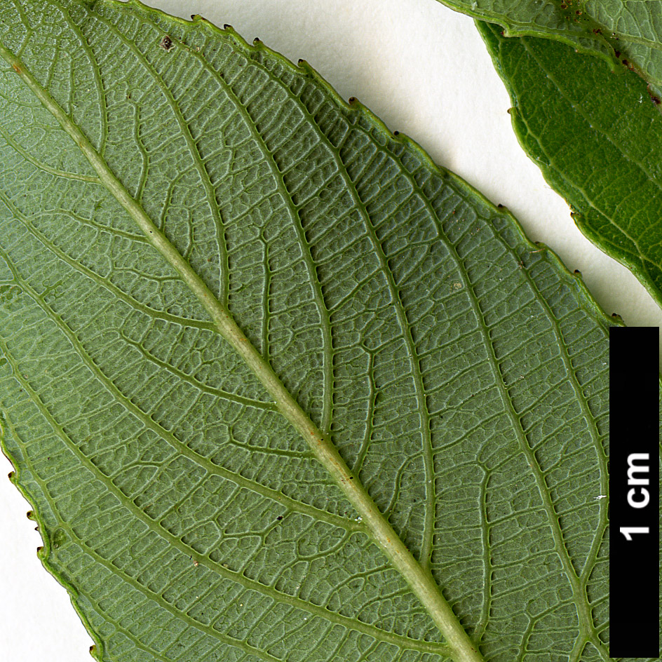High resolution image: Family: Salicaceae - Genus: Salix - Taxon: gracilistyla
