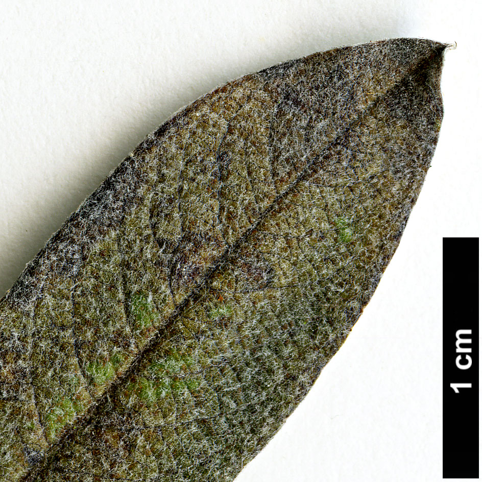 High resolution image: Family: Salicaceae - Genus: Salix - Taxon: helvetica