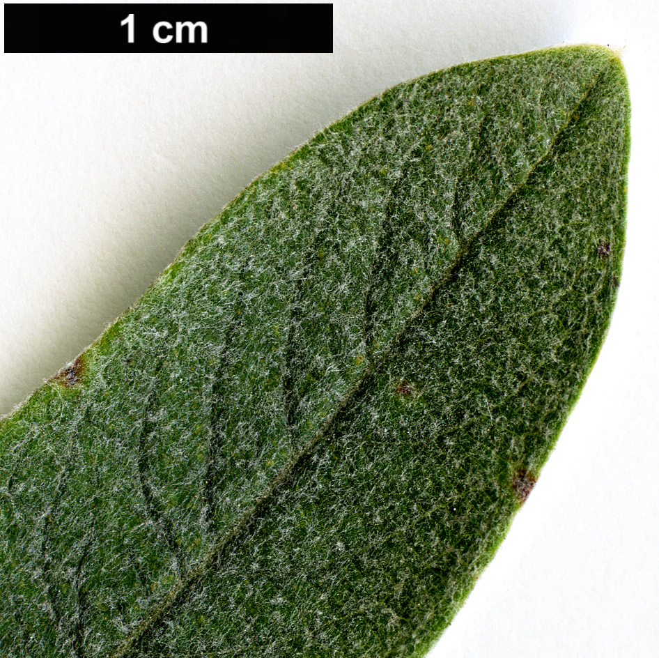 High resolution image: Family: Salicaceae - Genus: Salix - Taxon: helvetica