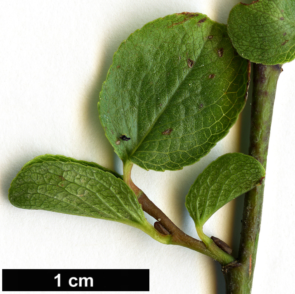 High resolution image: Family: Salicaceae - Genus: Salix - Taxon: herbacea