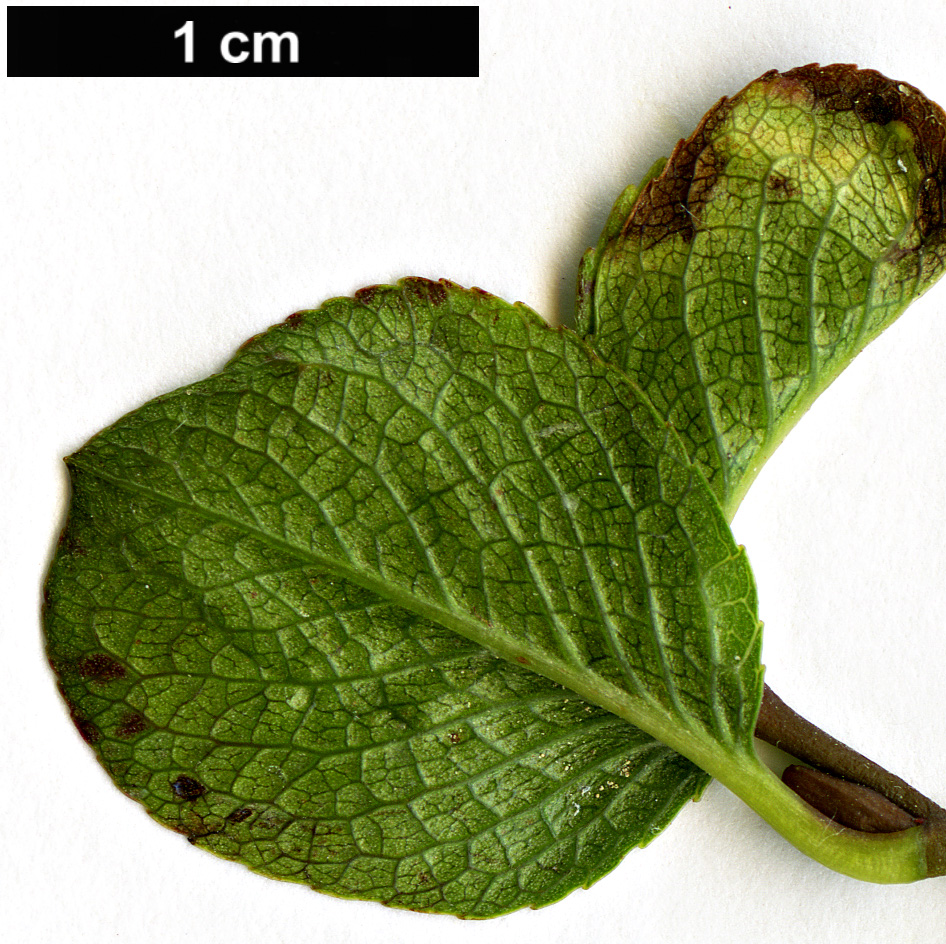 High resolution image: Family: Salicaceae - Genus: Salix - Taxon: herbacea