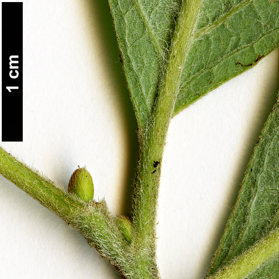 High resolution image: Family: Salicaceae - Genus: Salix - Taxon: hookeriana