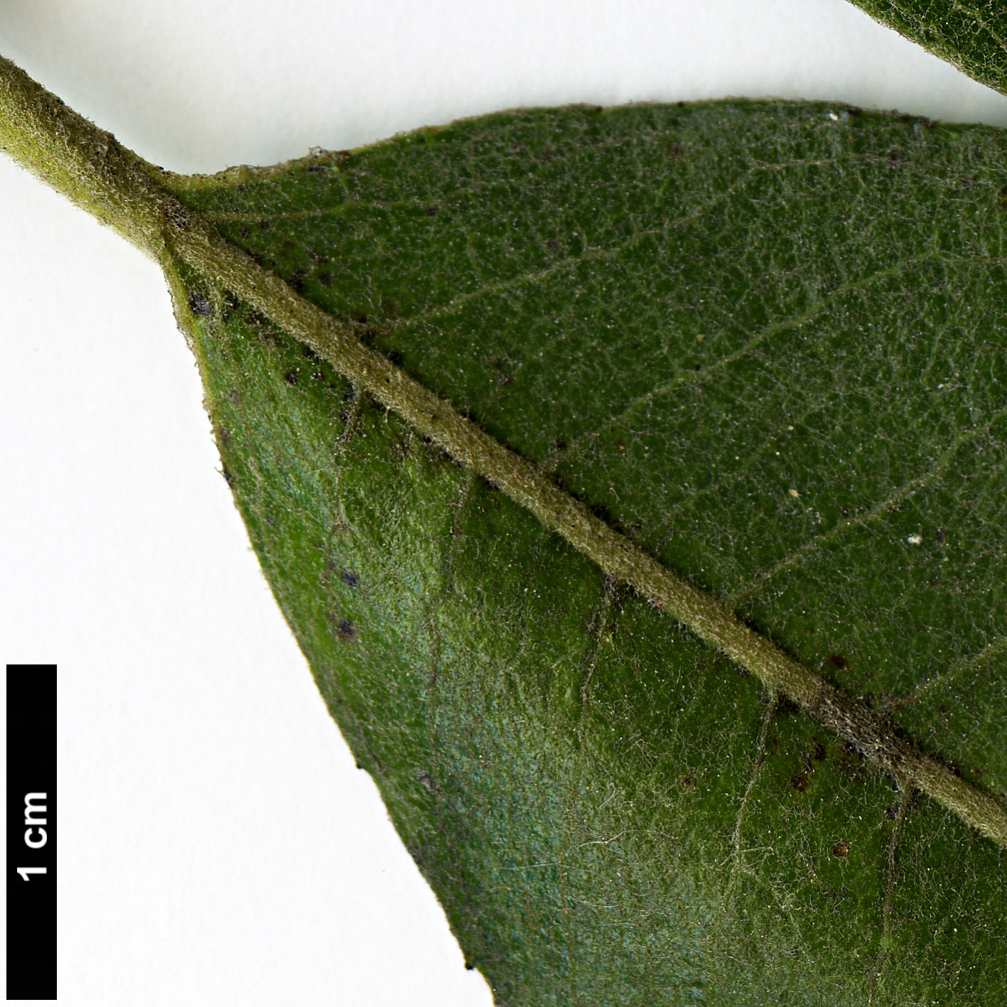 High resolution image: Family: Salicaceae - Genus: Salix - Taxon: hookeriana