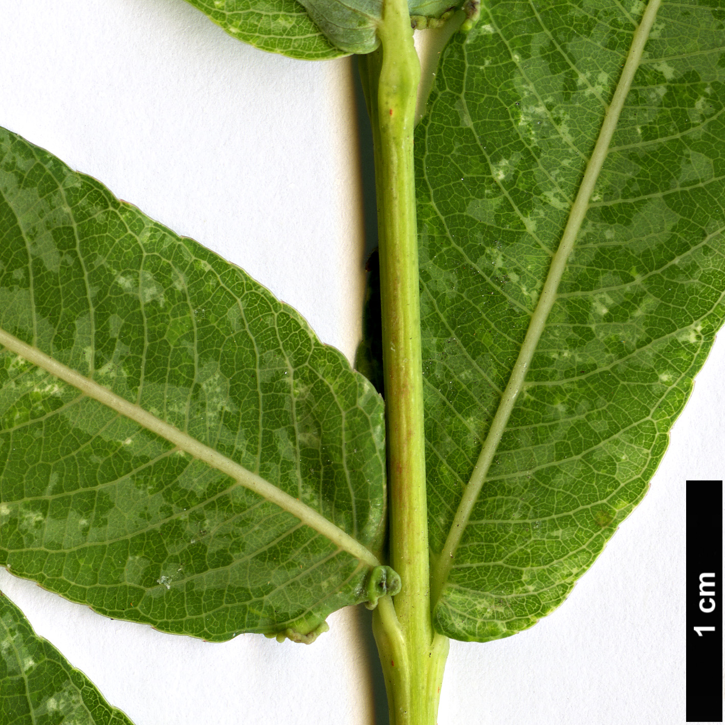 High resolution image: Family: Salicaceae - Genus: Salix - Taxon: integra - SpeciesSub: ’Hakuro-nishiki’