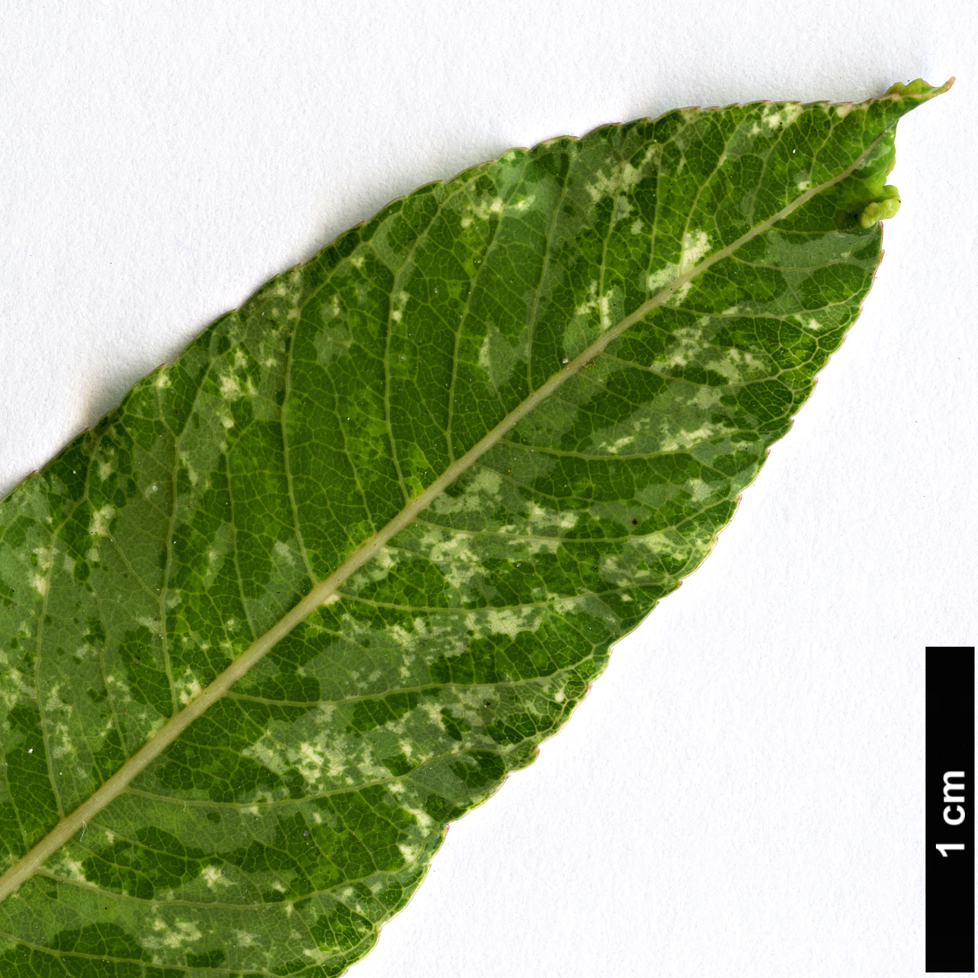 High resolution image: Family: Salicaceae - Genus: Salix - Taxon: integra - SpeciesSub: ’Hakuro-nishiki’