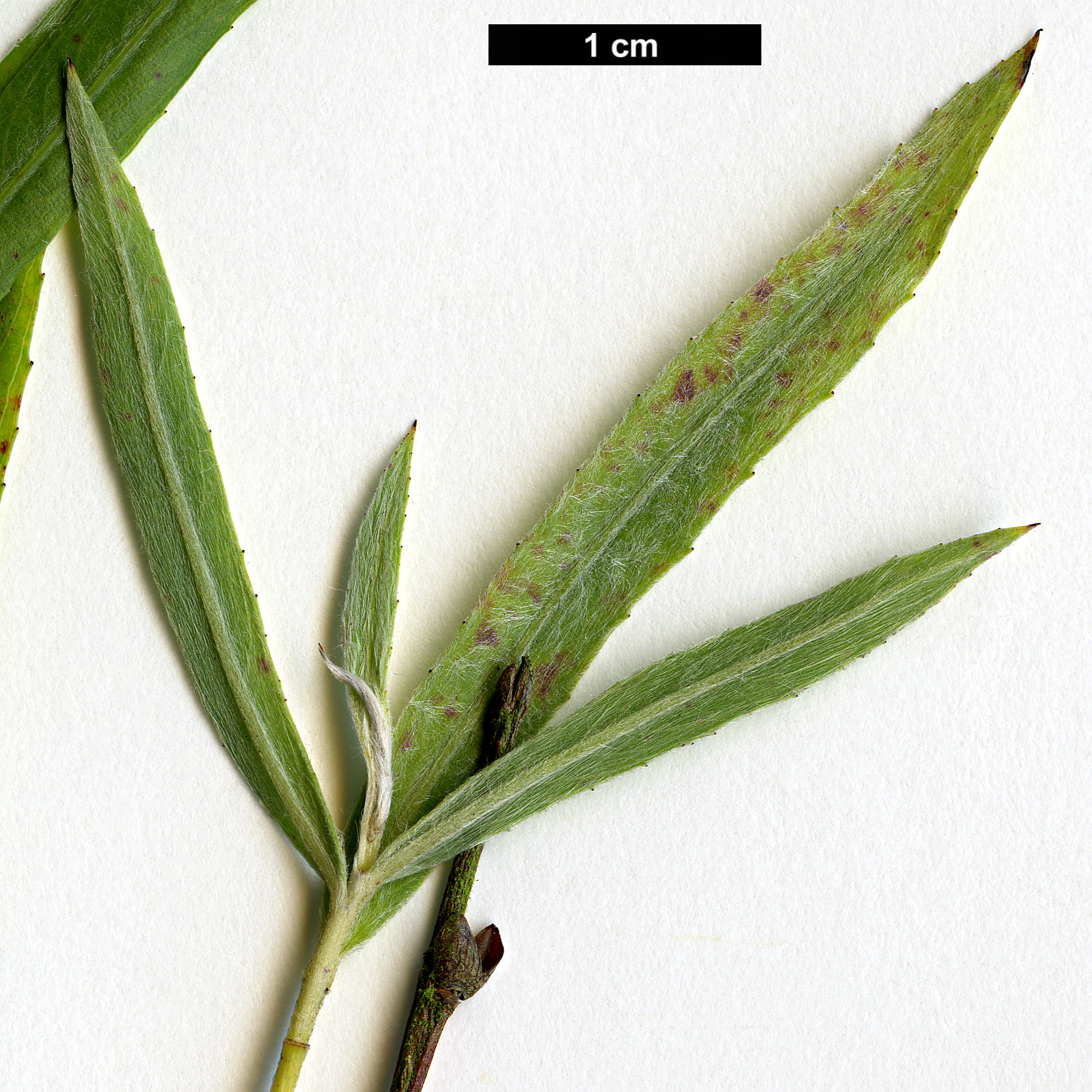 High resolution image: Family: Salicaceae - Genus: Salix - Taxon: interior