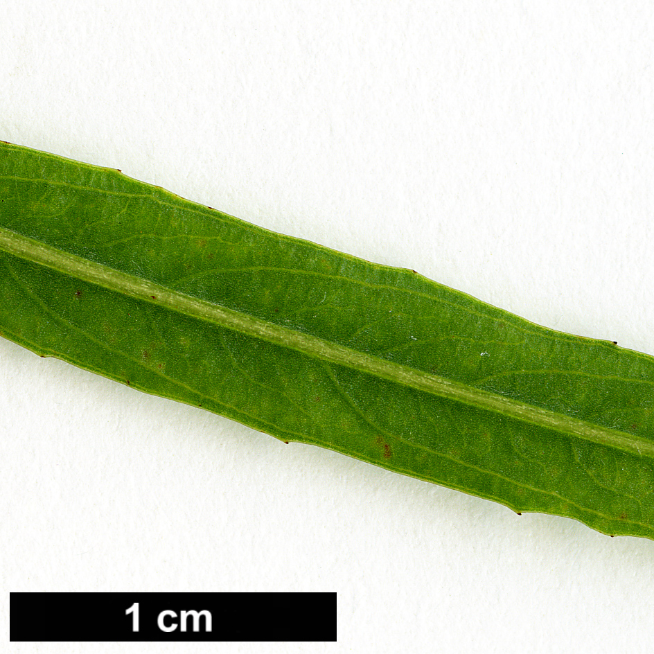 High resolution image: Family: Salicaceae - Genus: Salix - Taxon: interior