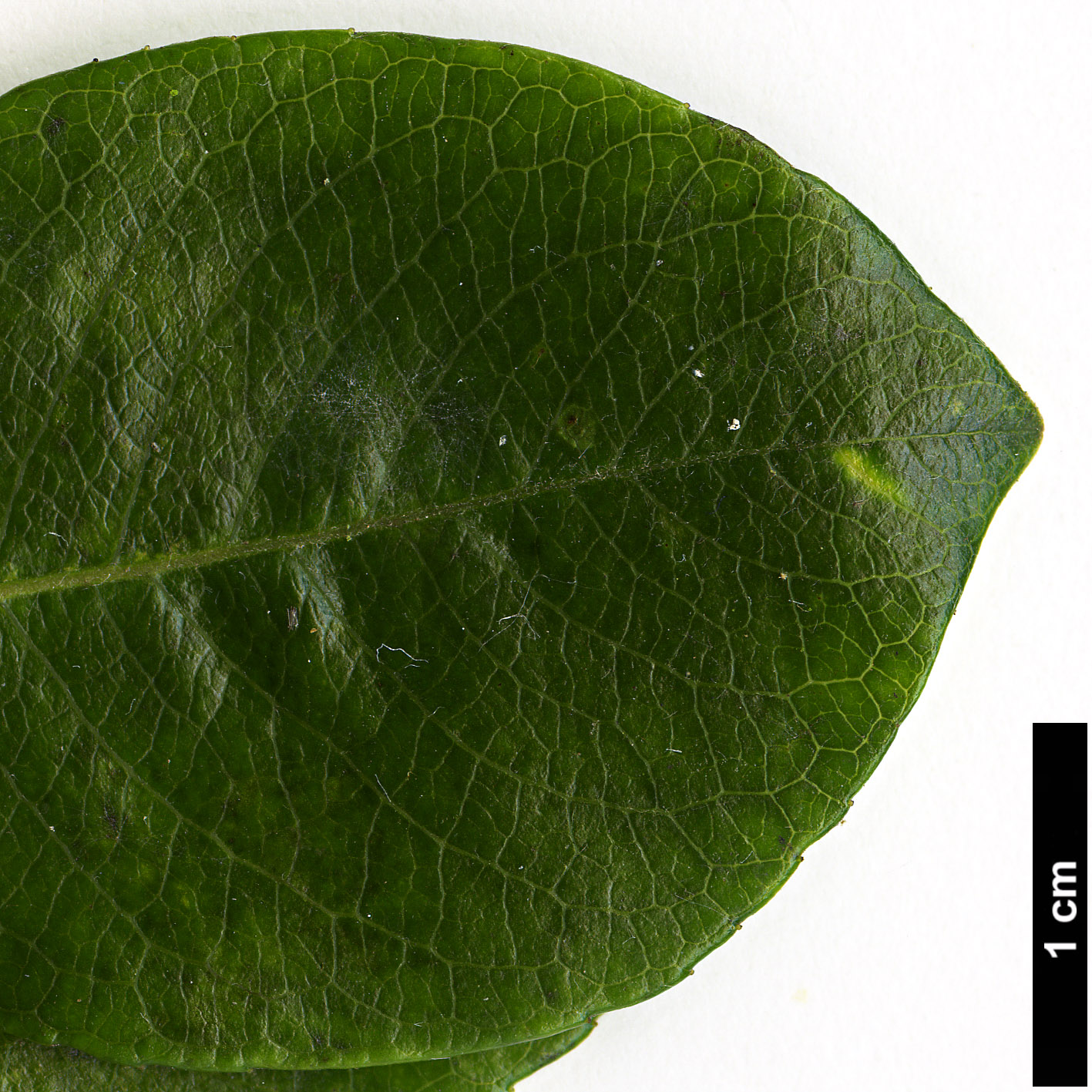 High resolution image: Family: Salicaceae - Genus: Salix - Taxon: islandica