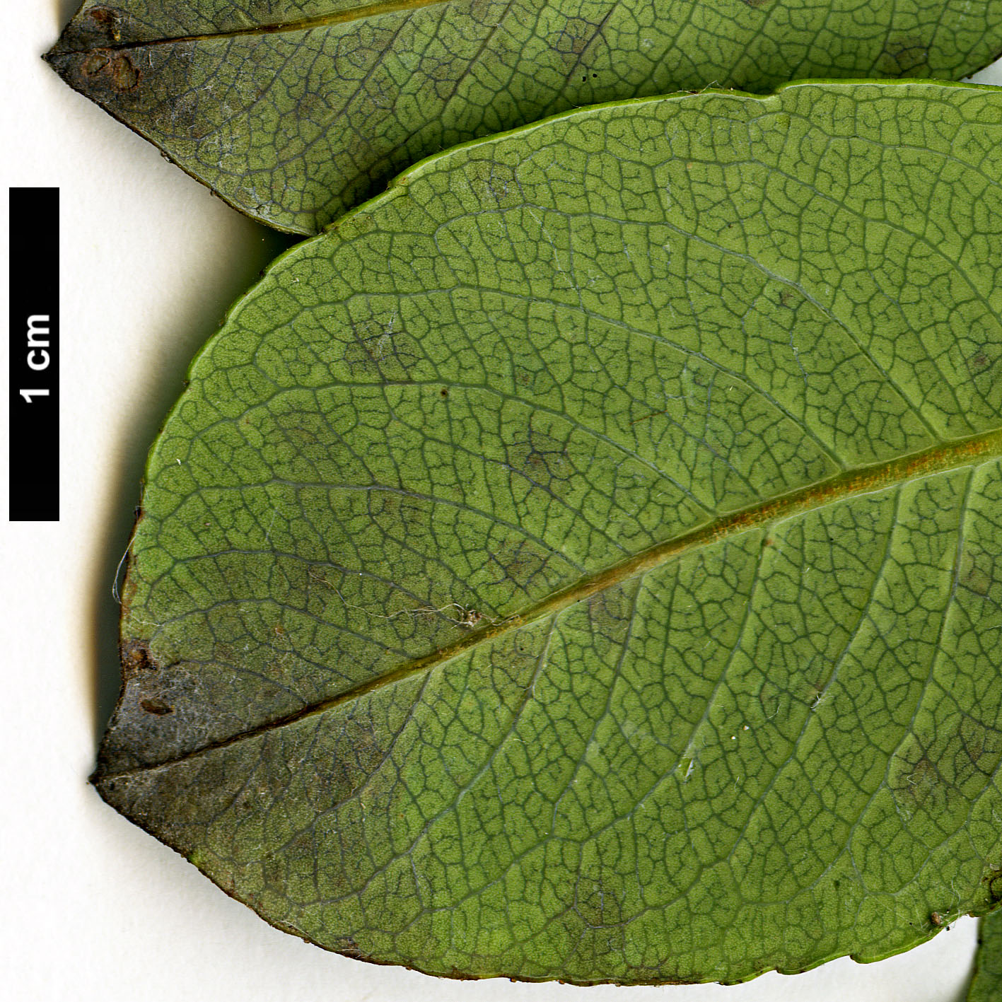 High resolution image: Family: Salicaceae - Genus: Salix - Taxon: islandica