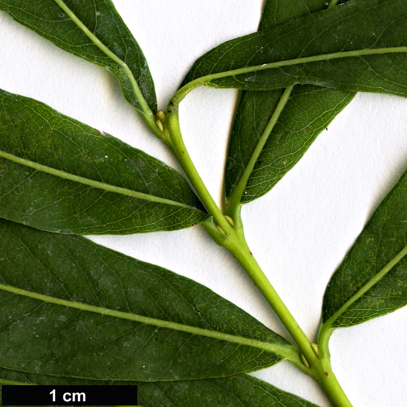 High resolution image: Family: Salicaceae - Genus: Salix - Taxon: koriyanagi