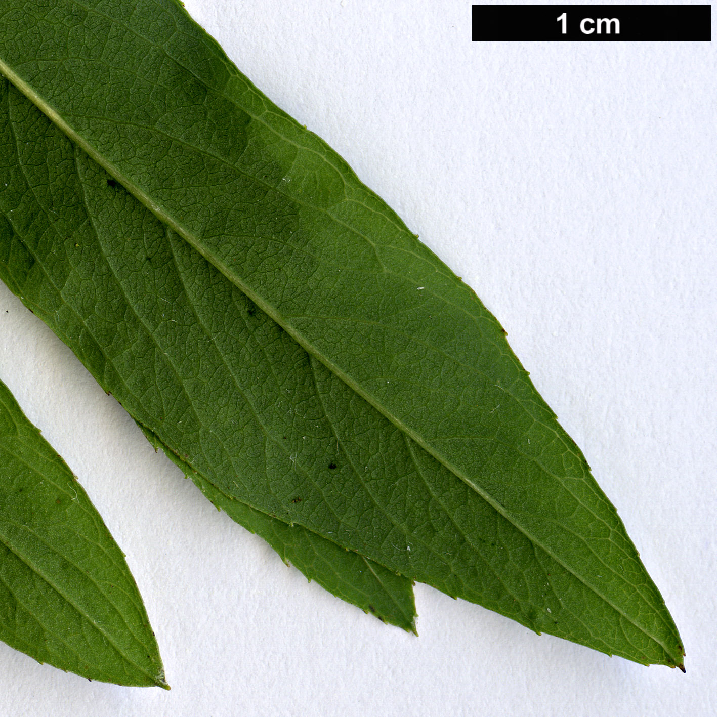 High resolution image: Family: Salicaceae - Genus: Salix - Taxon: koriyanagi