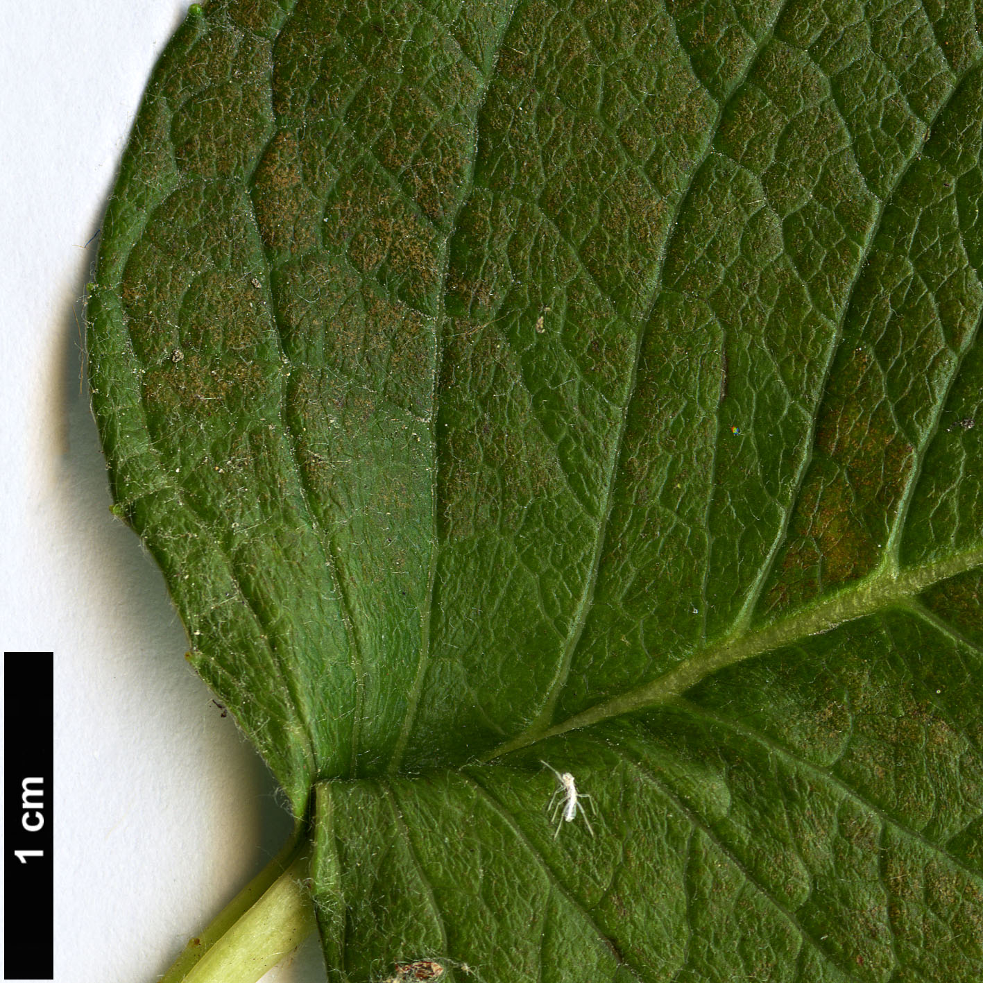 High resolution image: Family: Salicaceae - Genus: Salix - Taxon: kurilensis