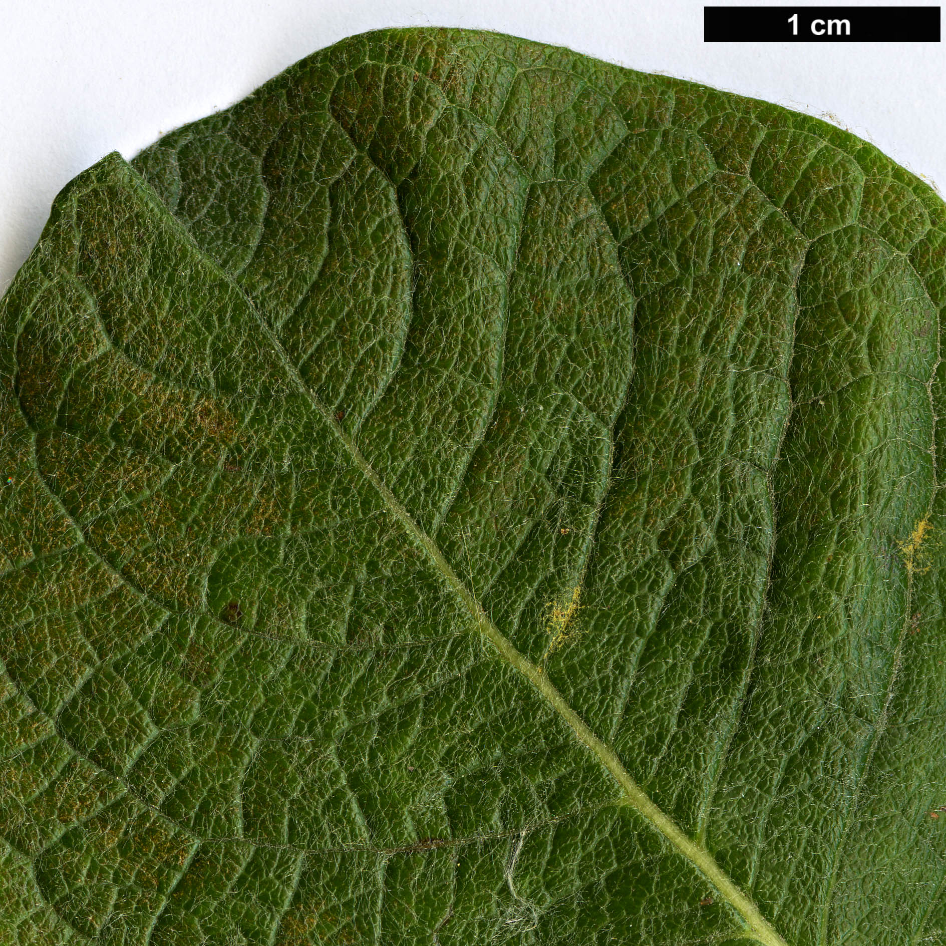 High resolution image: Family: Salicaceae - Genus: Salix - Taxon: kurilensis