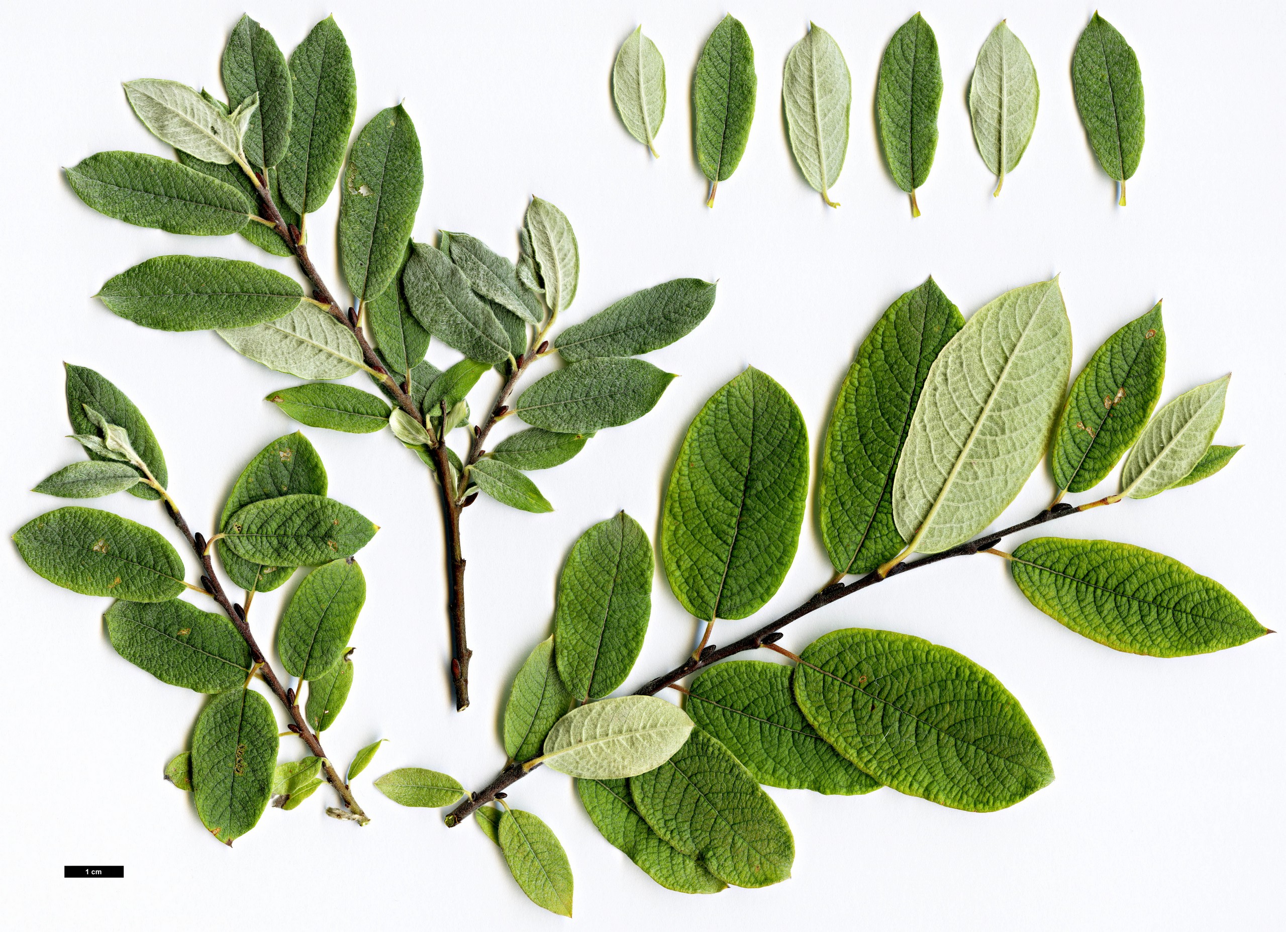 High resolution image: Family: Salicaceae - Genus: Salix - Taxon: lapponum
