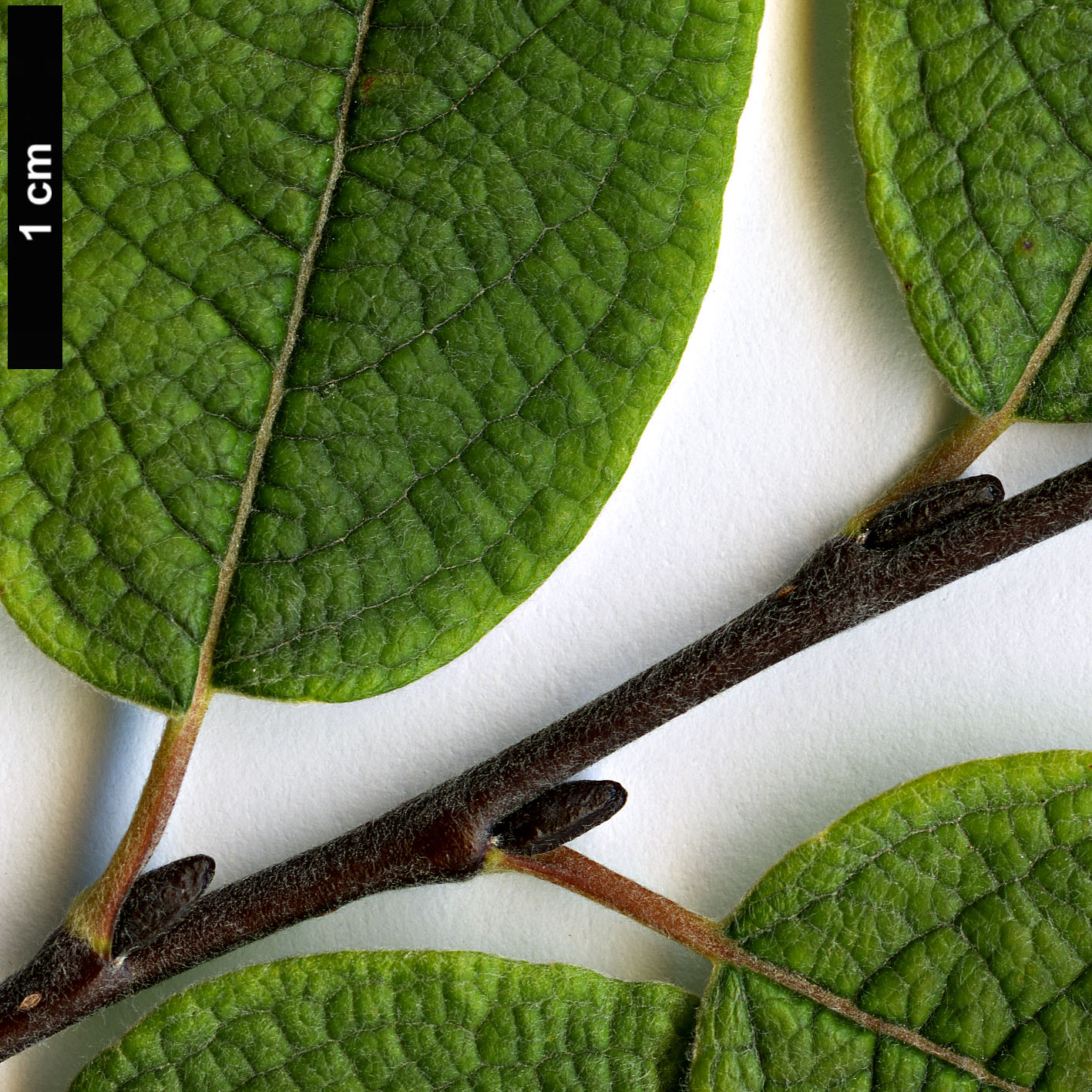 High resolution image: Family: Salicaceae - Genus: Salix - Taxon: lapponum
