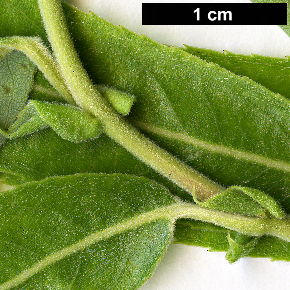 High resolution image: Family: Salicaceae - Genus: Salix - Taxon: matsudana - SpeciesSub: 'Tortuosa'