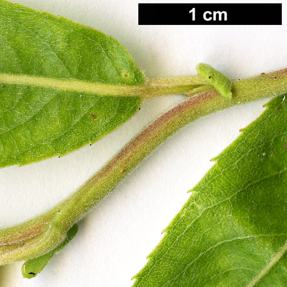 High resolution image: Family: Salicaceae - Genus: Salix - Taxon: matsudana - SpeciesSub: 'Tortuosa'