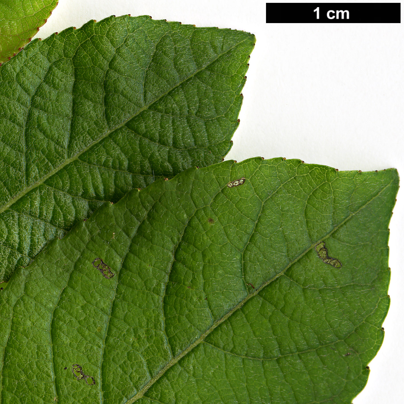 High resolution image: Family: Salicaceae - Genus: Salix - Taxon: myrsinifolia
