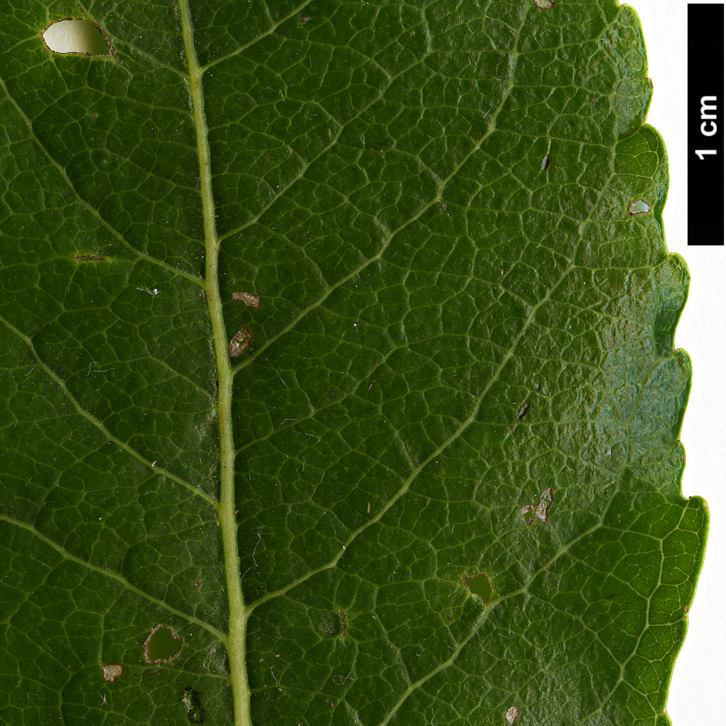 High resolution image: Family: Salicaceae - Genus: Salix - Taxon: prolixa