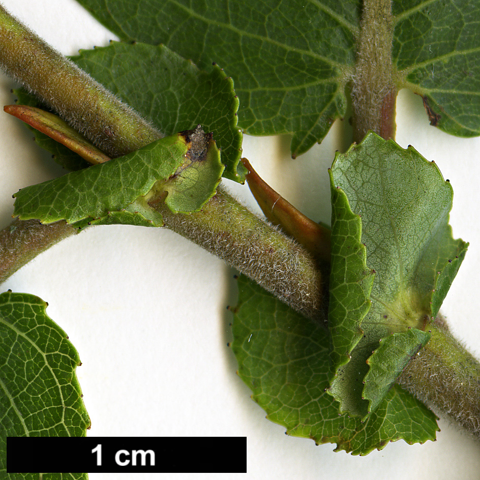 High resolution image: Family: Salicaceae - Genus: Salix - Taxon: pyrifolia