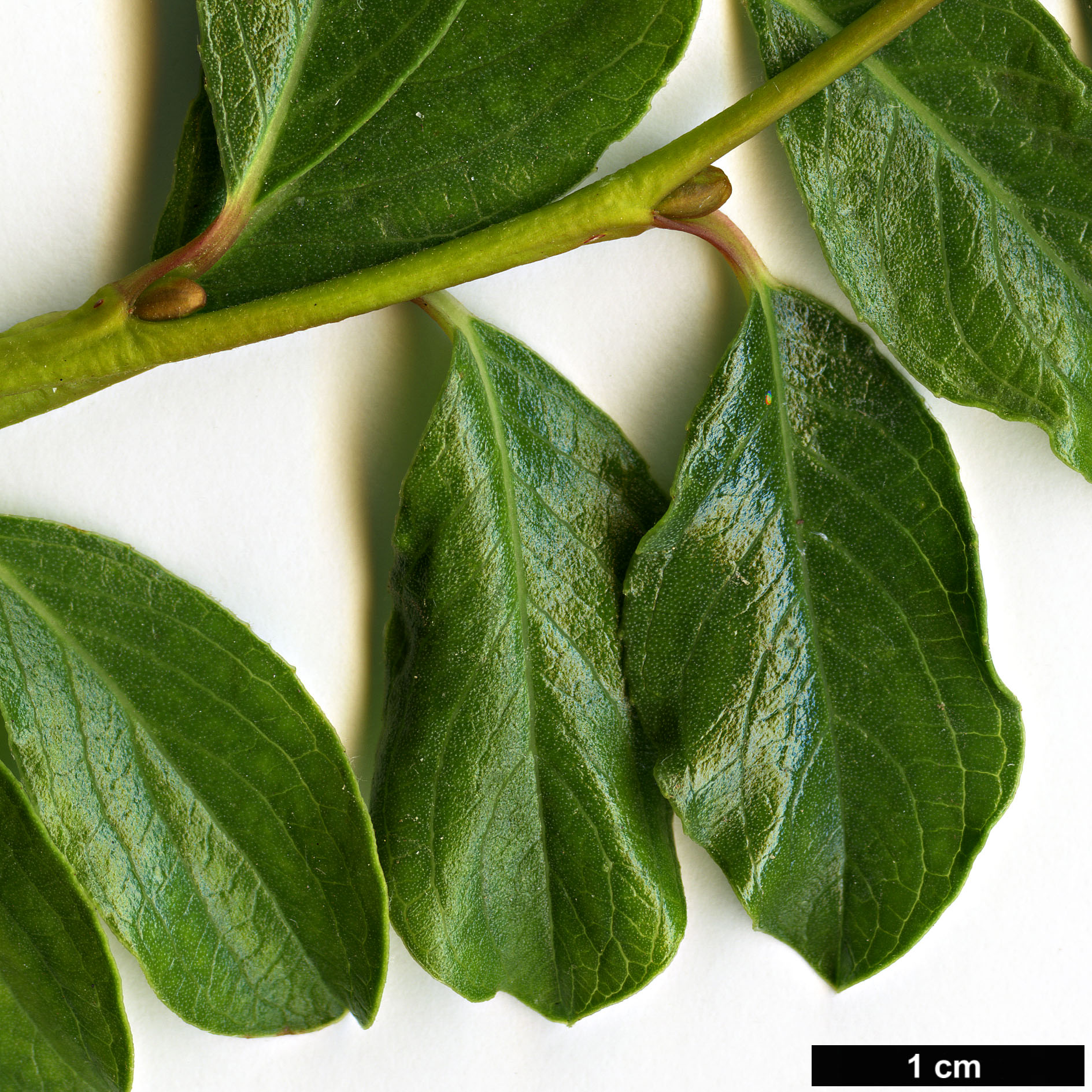 High resolution image: Family: Salicaceae - Genus: Salix - Taxon: retusa