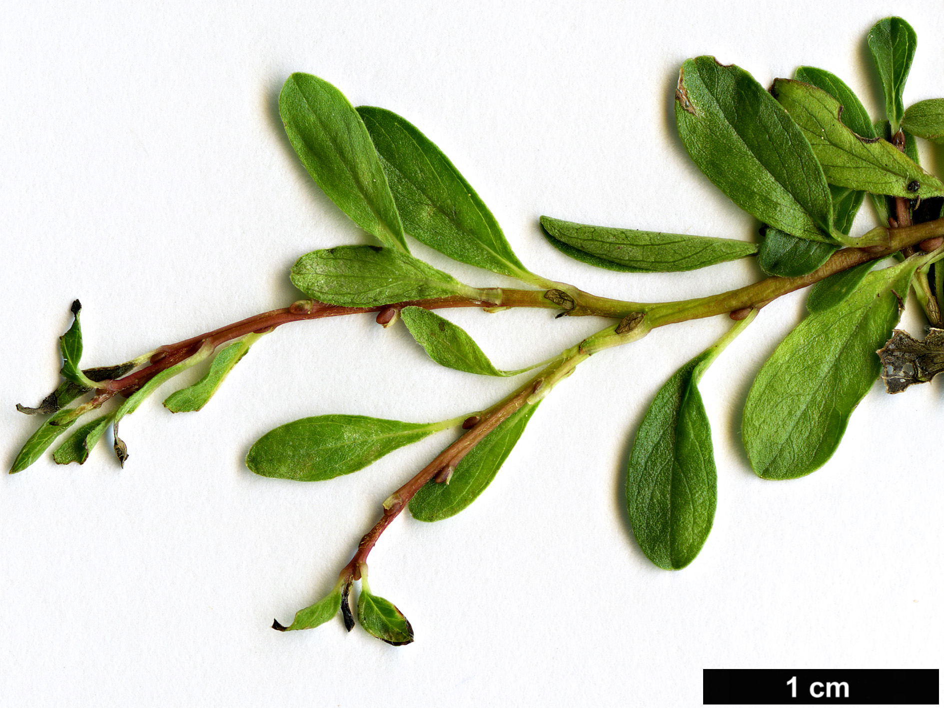 High resolution image: Family: Salicaceae - Genus: Salix - Taxon: serpyllifolia