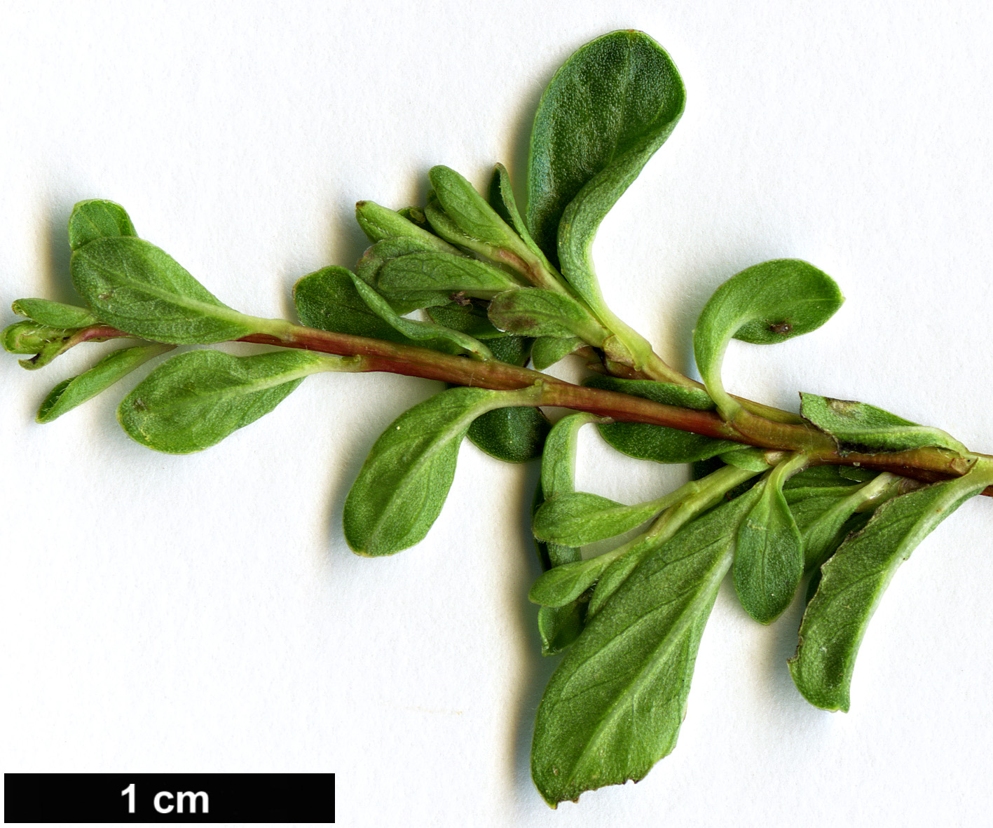 High resolution image: Family: Salicaceae - Genus: Salix - Taxon: serpyllifolia