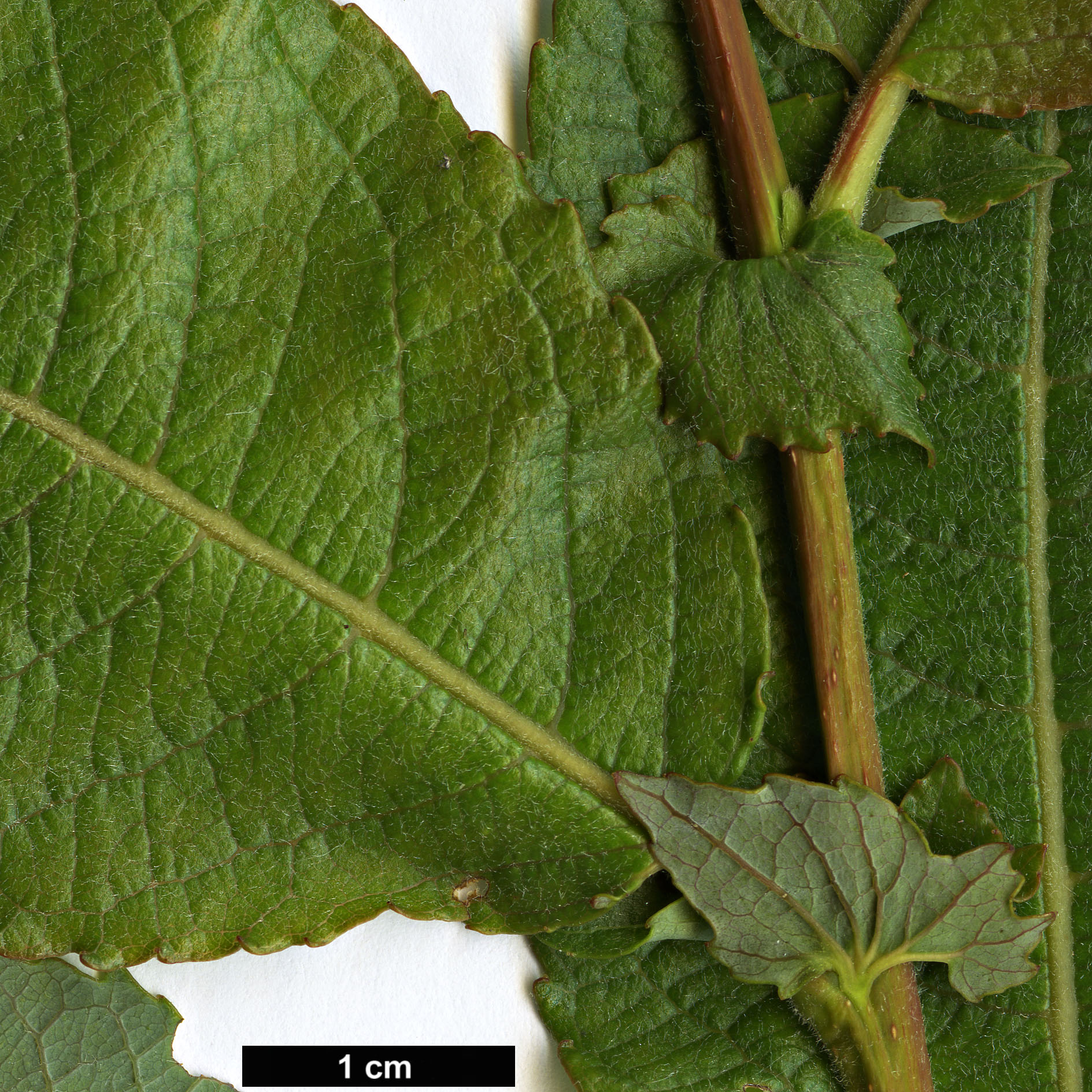 High resolution image: Family: Salicaceae - Genus: Salix - Taxon: silesiaca