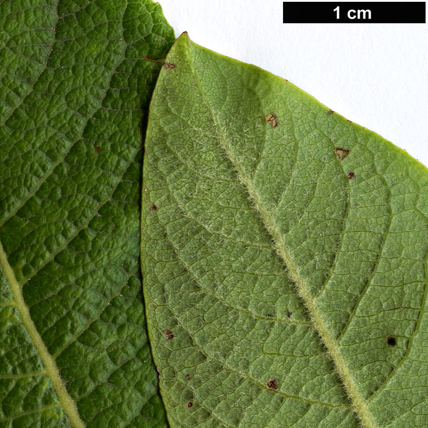High resolution image: Family: Salicaceae - Genus: Salix - Taxon: silesiaca