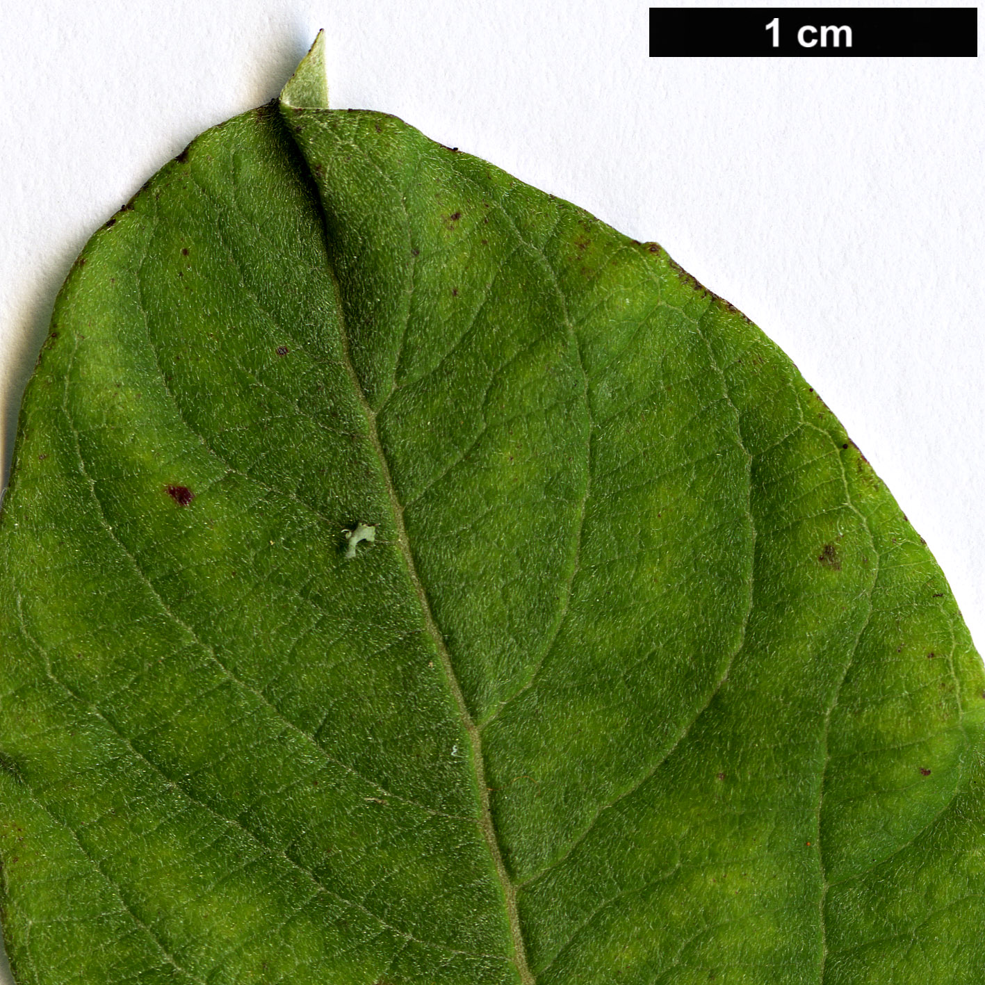 High resolution image: Family: Salicaceae - Genus: Salix - Taxon: sitchensis