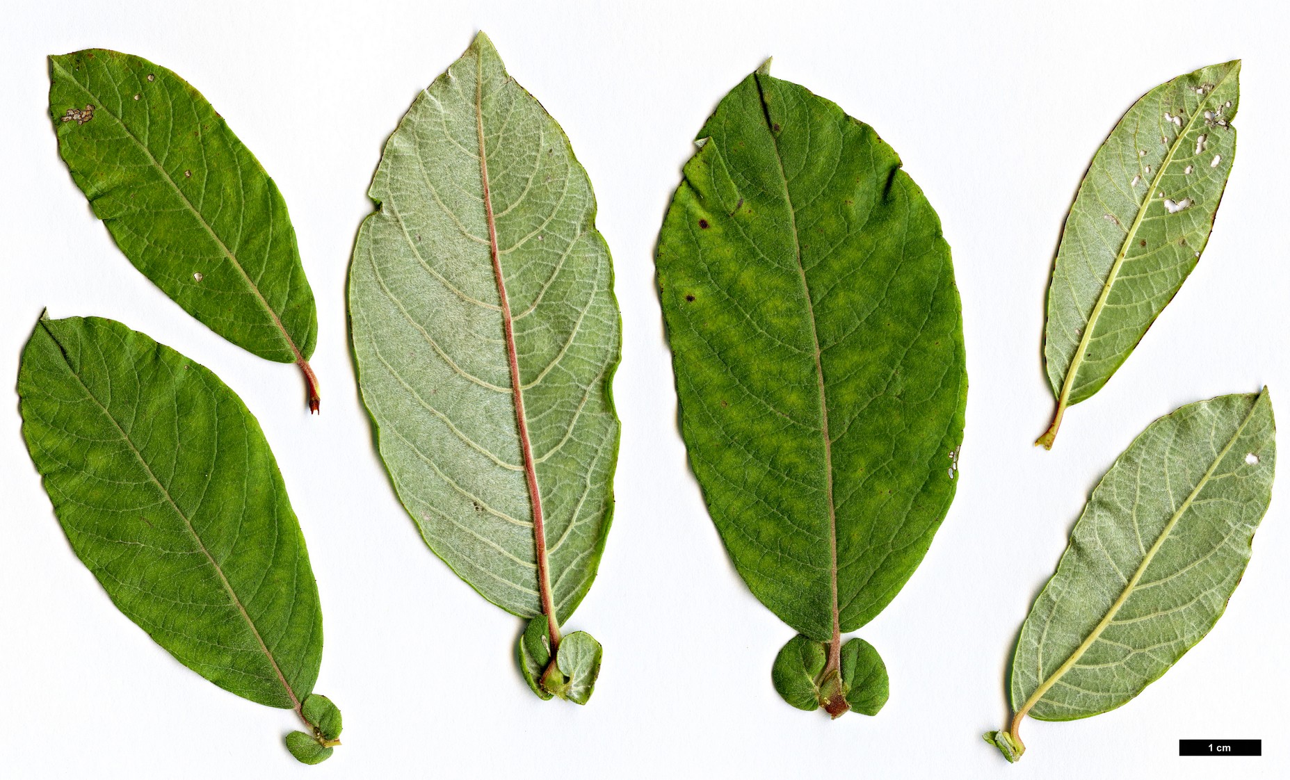 High resolution image: Family: Salicaceae - Genus: Salix - Taxon: sitchensis
