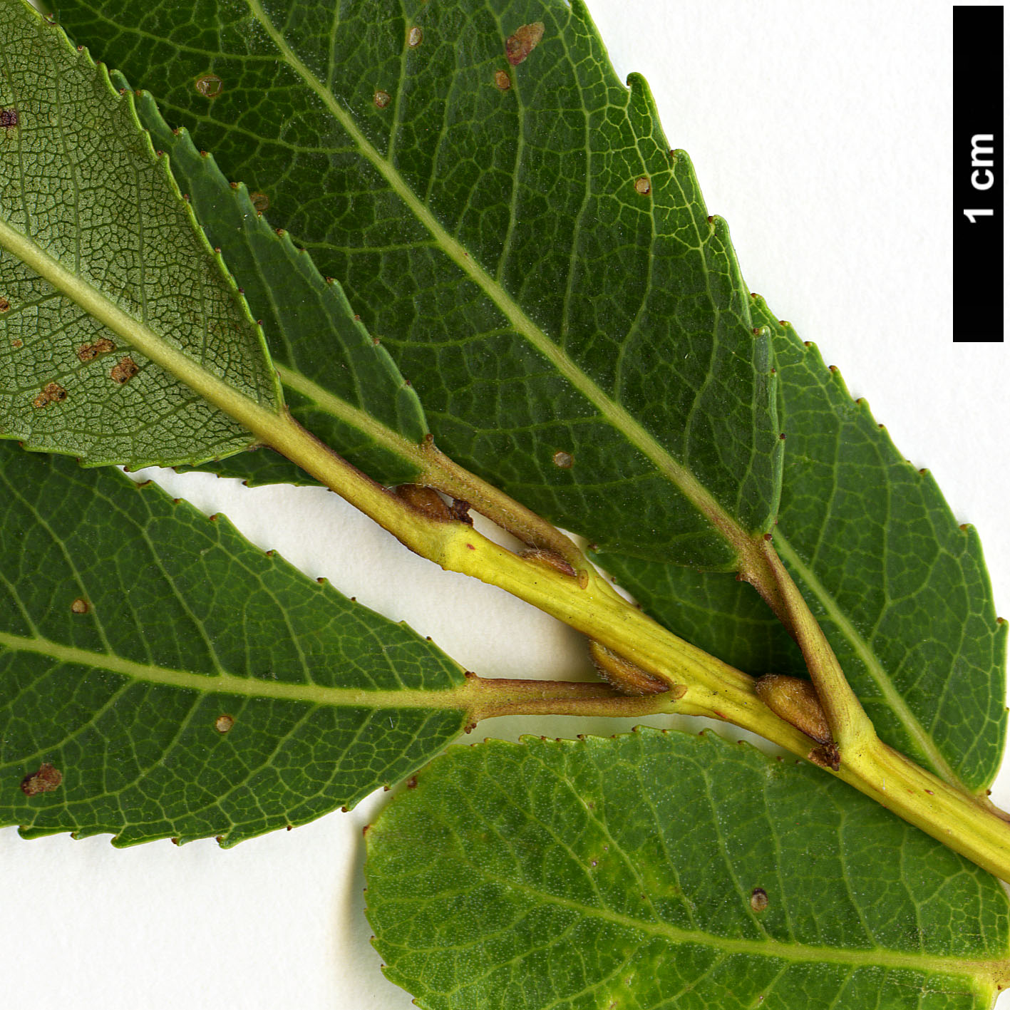 High resolution image: Family: Salicaceae - Genus: Salix - Taxon: triandra