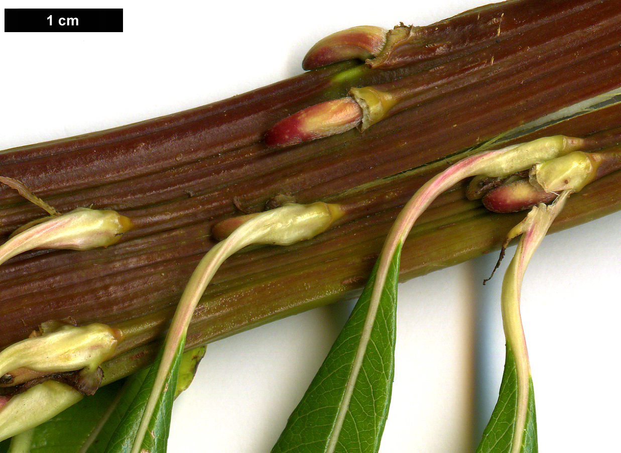 High resolution image: Family: Salicaceae - Genus: Salix - Taxon: udensis - SpeciesSub: 'Sekka'