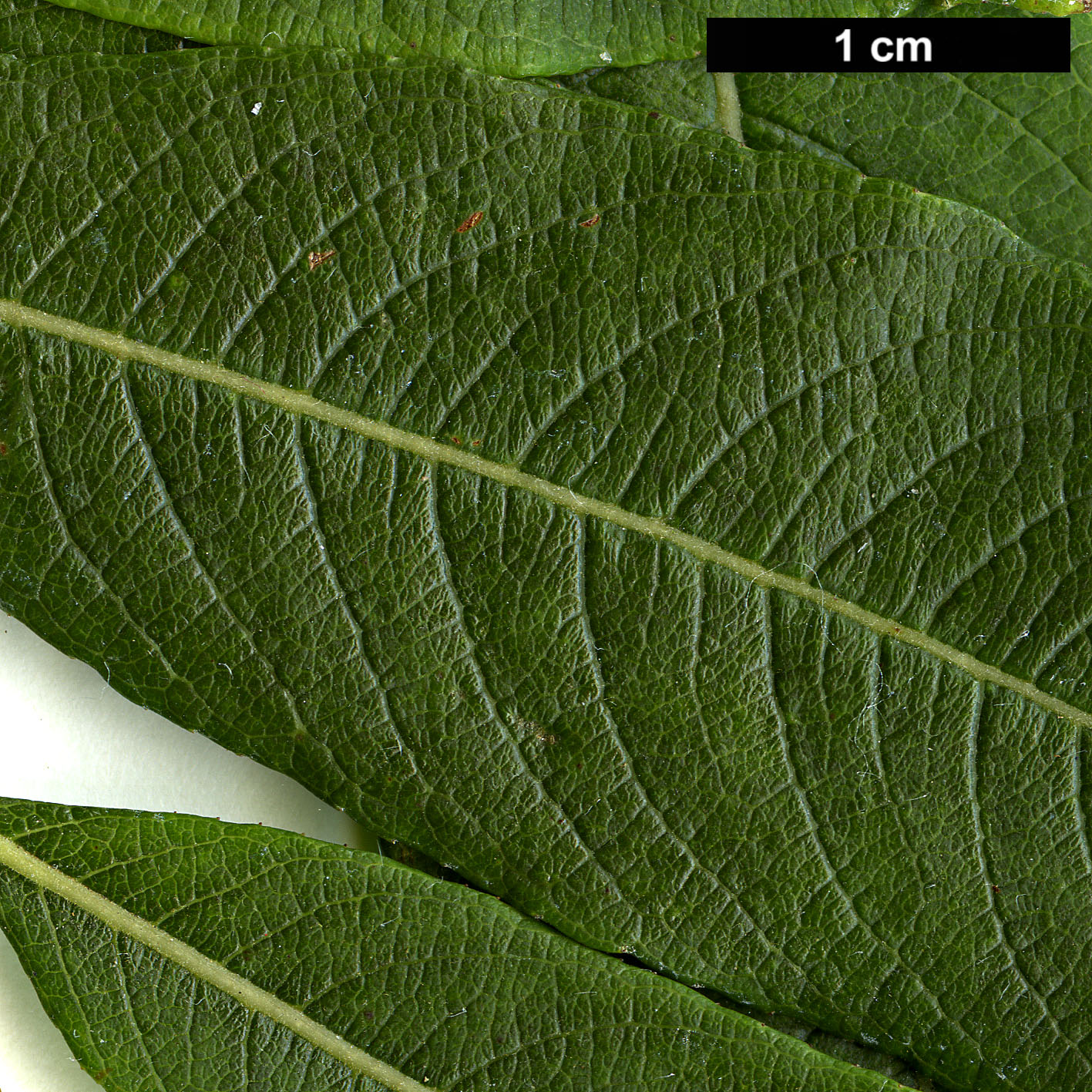 High resolution image: Family: Salicaceae - Genus: Salix - Taxon: udensis