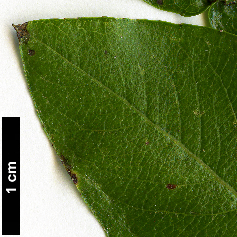 High resolution image: Family: Salicaceae - Genus: Salix - Taxon: waldsteiniana