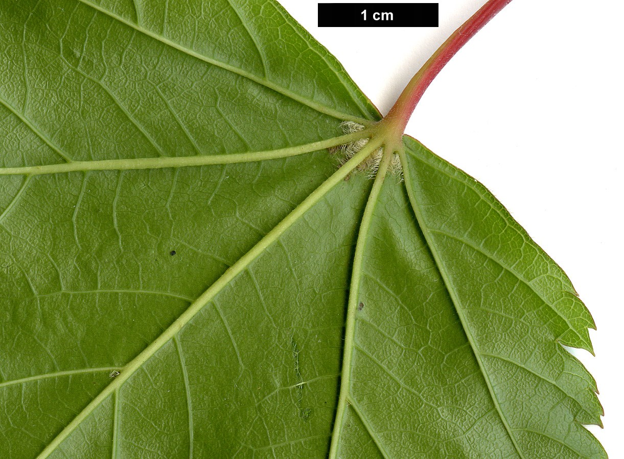 High resolution image: Family: Sapindaceae - Genus: Acer - Taxon: acuminatum