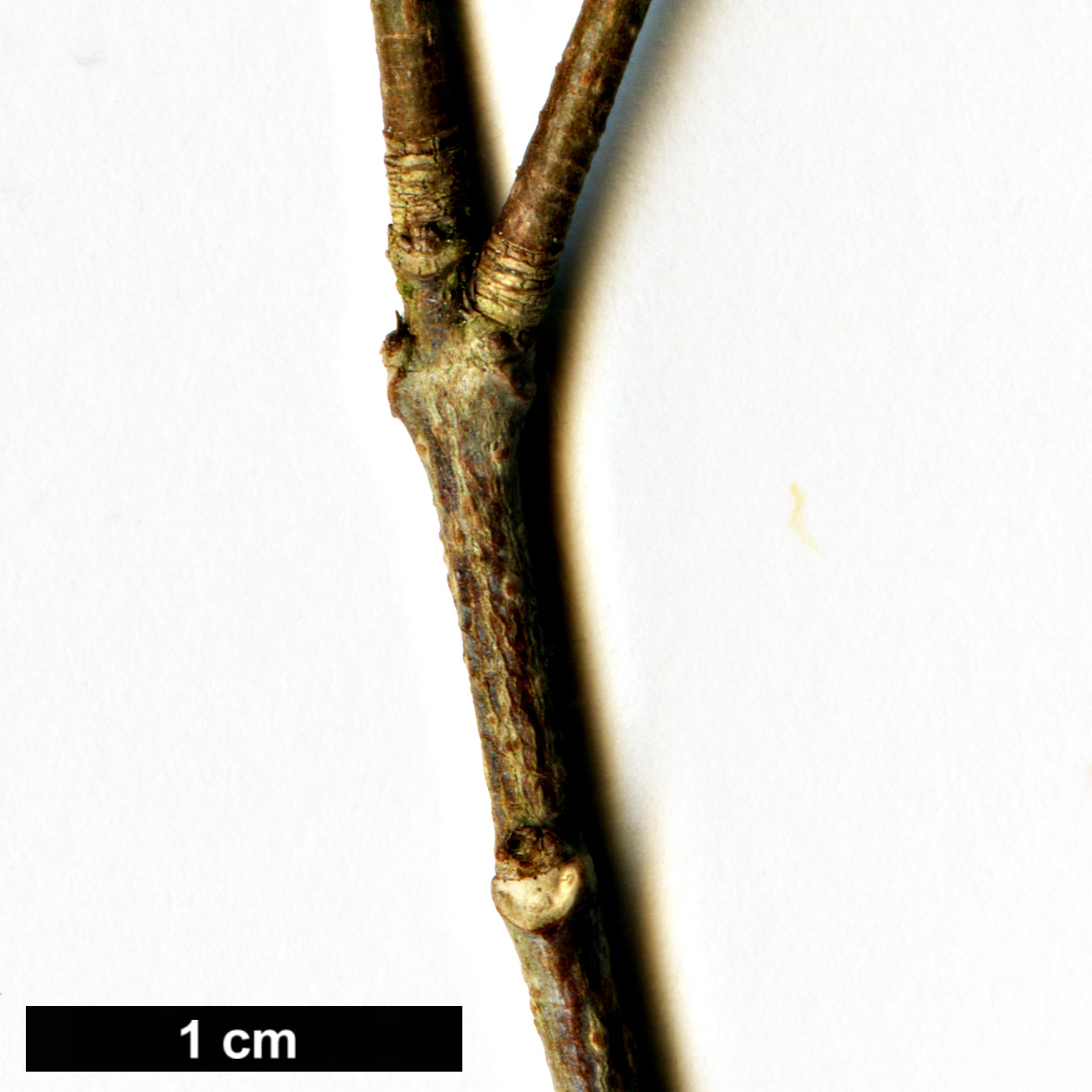High resolution image: Family: Sapindaceae - Genus: Acer - Taxon: albopurpurascens